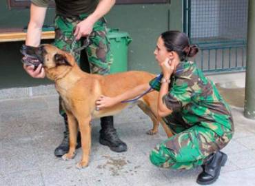 Veterinário (MEDVET)